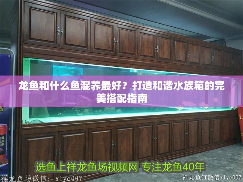 龍魚和什么魚混養最好？打造和諧水族箱的完美搭配指南