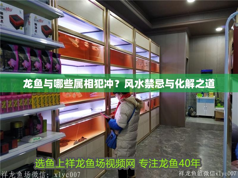 龍魚與哪些屬相犯沖？風水禁忌與化解之道