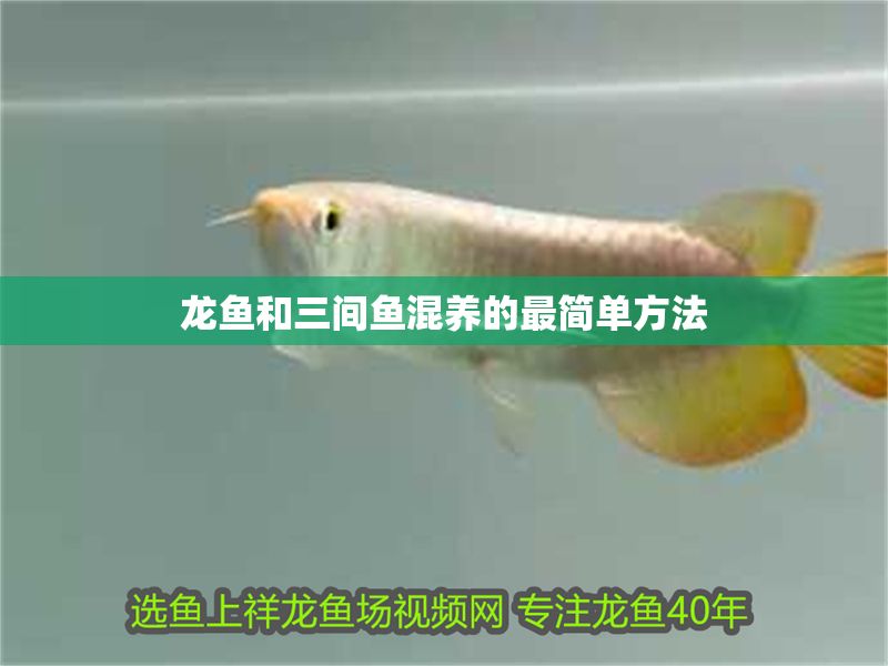 龍魚和三間魚混養的最簡單方法 龍魚和三間魚混養的最簡單方法 龍魚百科 第1張