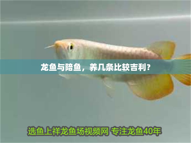 龍魚與陪魚，養(yǎng)幾條比較吉利？