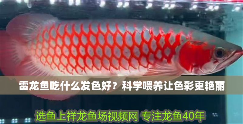 雷龍魚吃什么發色好?科學喂養讓色彩更艷麗 龍魚百科 第1張 雷龍魚吃什么發色好?科學喂養讓色彩更艷麗 雷龍魚吃什么發色好?科學喂養讓色彩更艷麗 龍魚百科 第1張