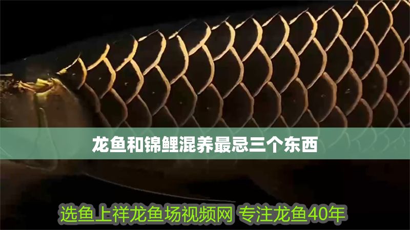 龍魚和錦鯉混養最忌三個東西