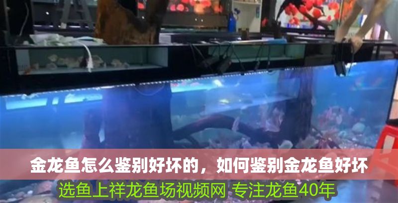 金龍魚怎么鑒別好壞的，如何鑒別金龍魚好壞