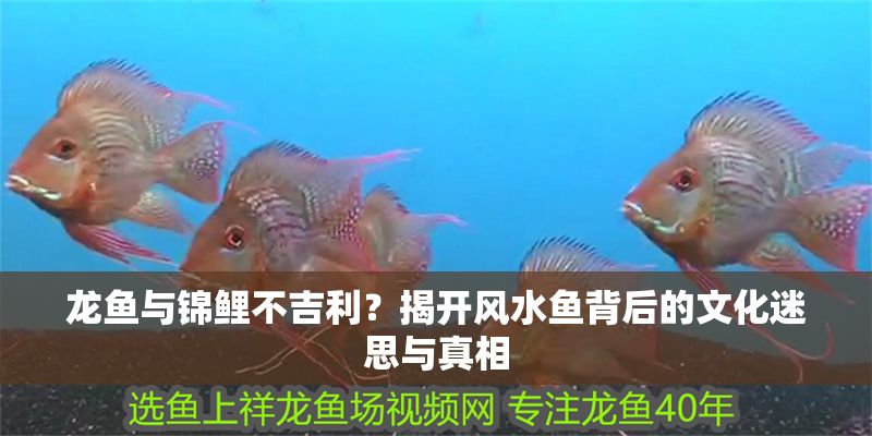 龍魚與錦鯉不吉利？揭開風水魚背后的文化迷思與真相 龍魚與錦鯉不吉利？揭開風水魚背后的文化迷思與真相 龍魚百科 第1張