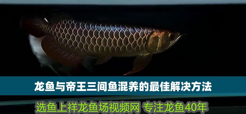 龍魚(yú)與帝王三間魚(yú)混養(yǎng)的最佳解決方法