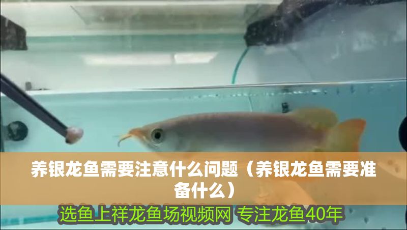 養(yǎng)銀龍魚需要注意什么問題（養(yǎng)銀龍魚需要準備什么）