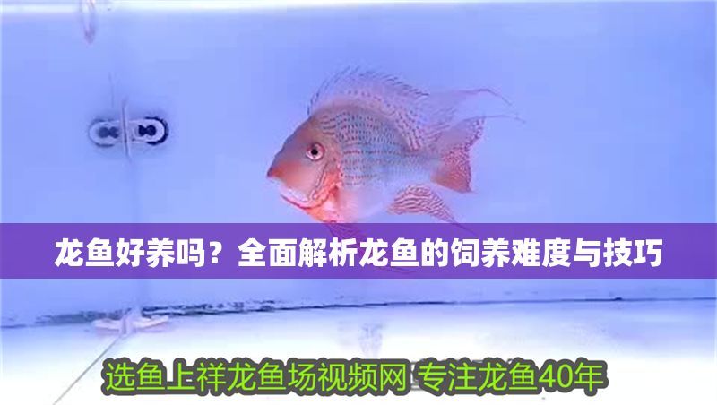 龍魚(yú)好養(yǎng)嗎？全面解析龍魚(yú)的飼養(yǎng)難度與技巧 龍魚(yú)好養(yǎng)嗎？全面解析龍魚(yú)的飼養(yǎng)難度與技巧 龍魚(yú)百科 第1張