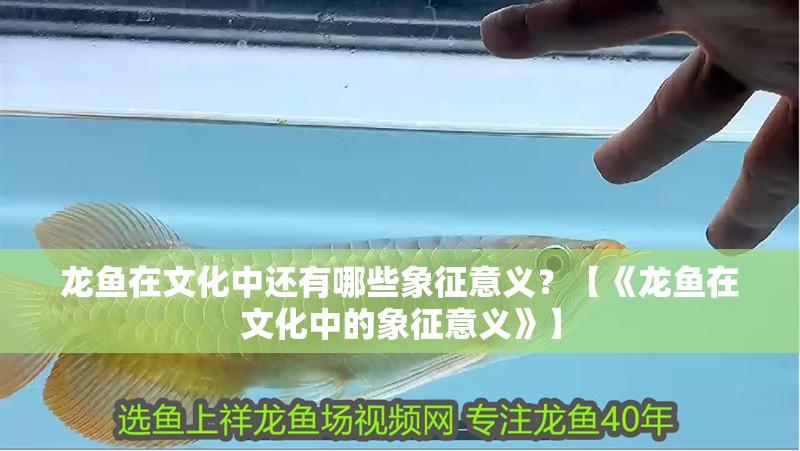 龍魚在文化中還有哪些象征意義？【《龍魚在文化中的象征意義》】 龍魚在文化中還有哪些象征意義？【《龍魚在文化中的象征意義》】 龍魚論壇