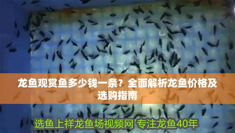 龍魚觀賞魚多少錢一條？全面解析龍魚價格及選購指南