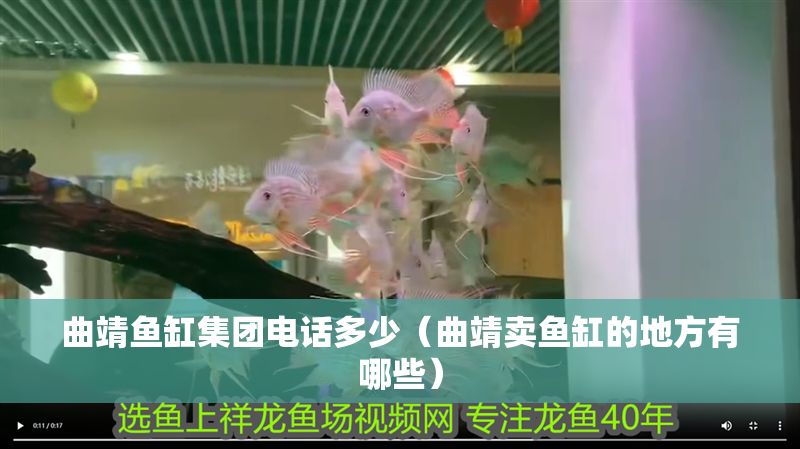 曲靖魚缸集團電話多少（曲靖賣魚缸的地方有哪些）