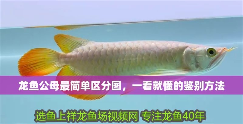 龍魚公母最簡單區(qū)分圖，一看就懂的鑒別方法