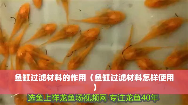 魚缸過濾材料的作用（魚缸過濾材料怎樣使用）