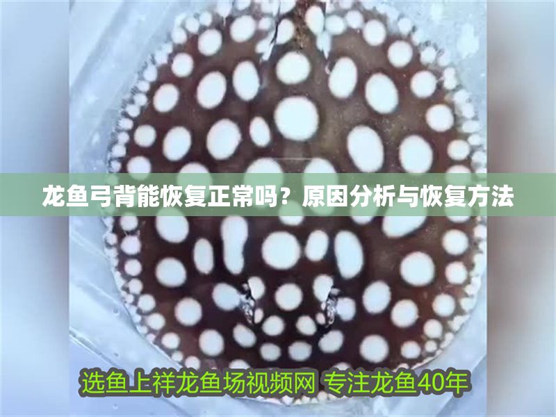 龍魚弓背能恢復正常嗎？原因分析與恢復方法 龍魚弓背能恢復正常嗎？原因分析與恢復方法 龍魚百科 第1張