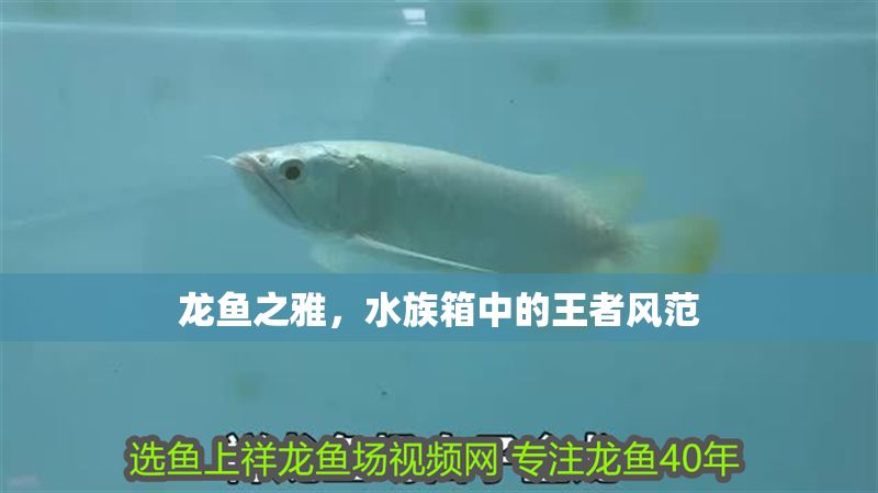 龍魚之雅，水族箱中的王者風范