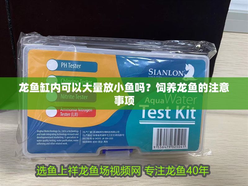 龍魚缸內(nèi)可以大量放小魚嗎？飼養(yǎng)龍魚的注意事項(xiàng)