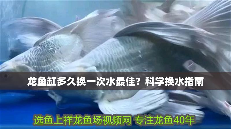 龍魚缸多久換一次水最佳？科學換水指南