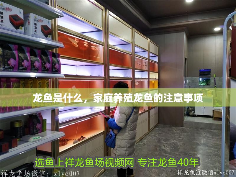 龍魚是什么，家庭養(yǎng)殖龍魚的注意事項