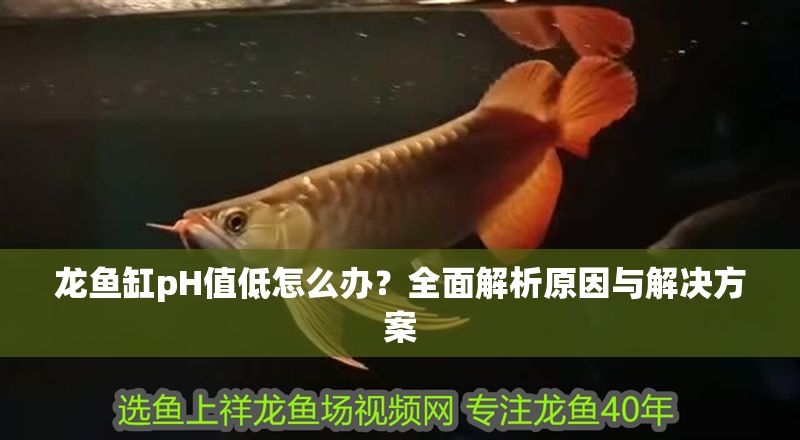 龍魚缸pH值低怎么辦?全面解析原因與解決方案 龍魚百科 第1張 龍魚缸pH值低怎么辦?全面解析原因與解決方案 龍魚缸pH值低怎么辦?全面解析原因與解決方案 龍魚百科 第1張