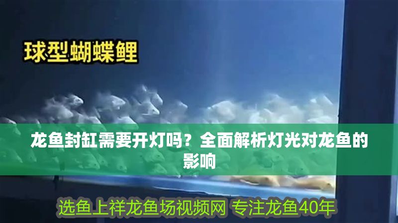 龍魚封缸需要開燈嗎？全面解析燈光對(duì)龍魚的影響