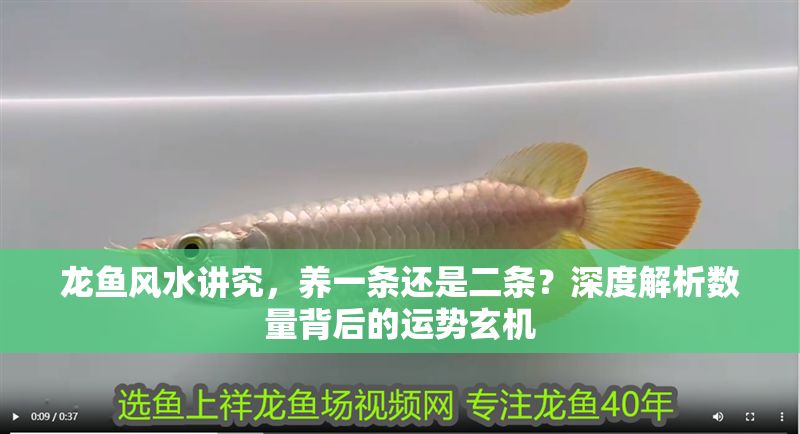 龍魚風水講究，養一條還是二條？深度解析數量背后的運勢玄機