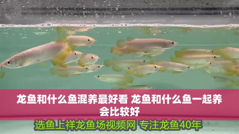 龍魚和什么魚混養最好看 龍魚和什么魚一起養會比較好