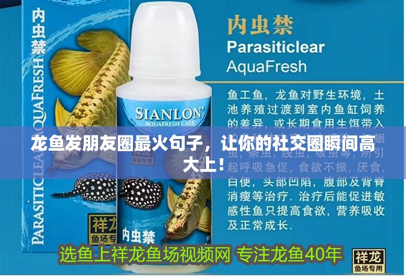 龍魚發朋友圈最火句子，讓你的社交圈瞬間高大上！