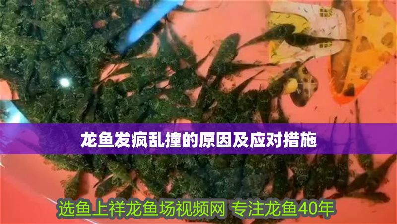 龍魚發瘋亂撞的原因及應對措施 龍魚發瘋亂撞的原因及應對措施 龍魚百科 第1張