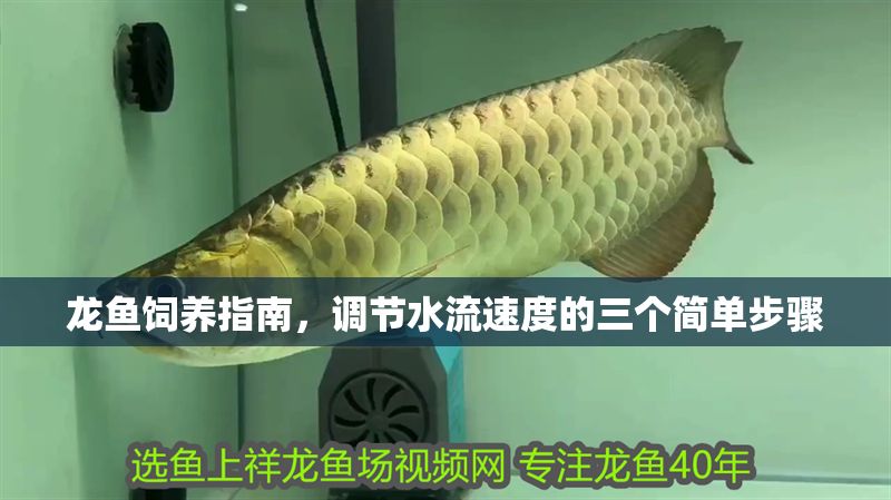 龍魚飼養指南，調節水流速度的三個簡單步驟