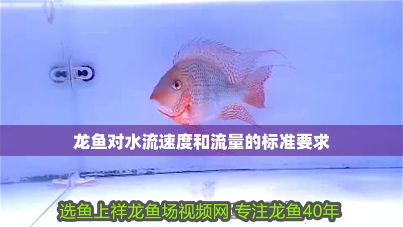 龍魚對水流速度和流量的標準要求