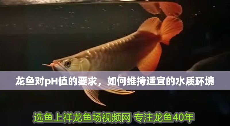 龍魚(yú)對(duì)pH值的要求，如何維持適宜的水質(zhì)環(huán)境