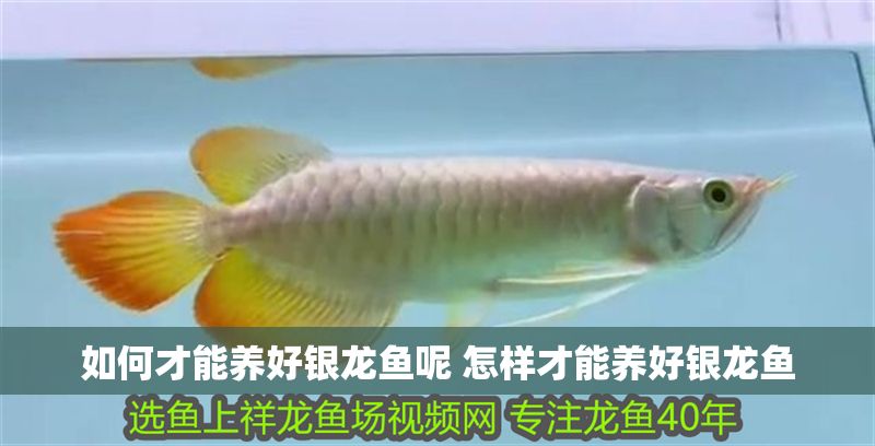 如何才能養好銀龍魚呢 怎樣才能養好銀龍魚