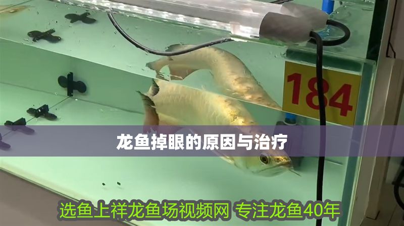 龍魚掉眼的原因與治療
