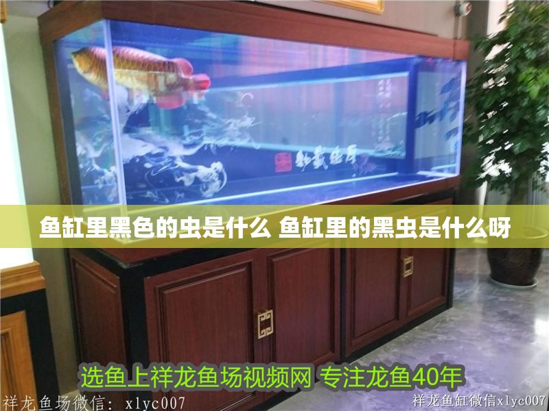 魚缸里黑色的蟲是什么 魚缸里的黑蟲是什么呀