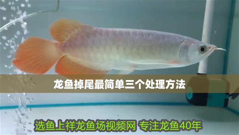 龍魚掉尾最簡單三個處理方法