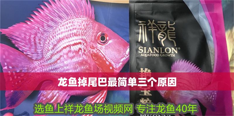 龍魚掉尾巴最簡單三個原因 龍魚掉尾巴最簡單三個原因 龍魚百科 第1張