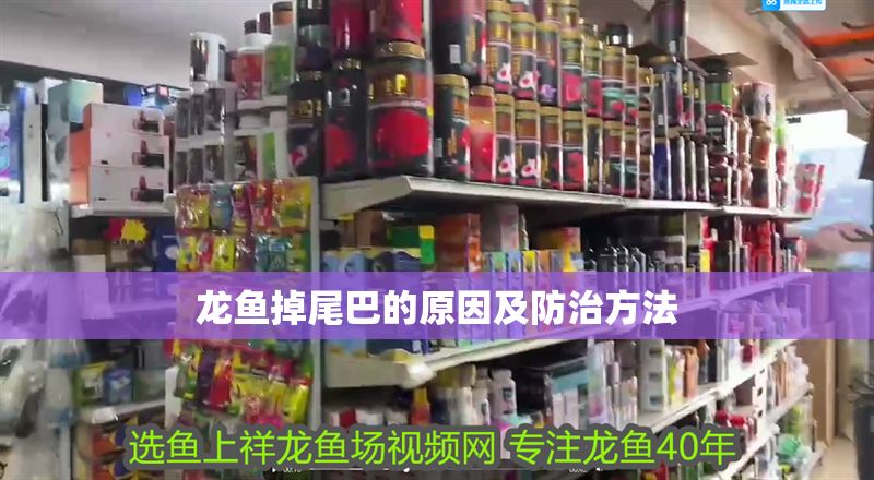 龍魚掉尾巴的原因及防治方法 龍魚掉尾巴的原因及防治方法 龍魚百科 第1張