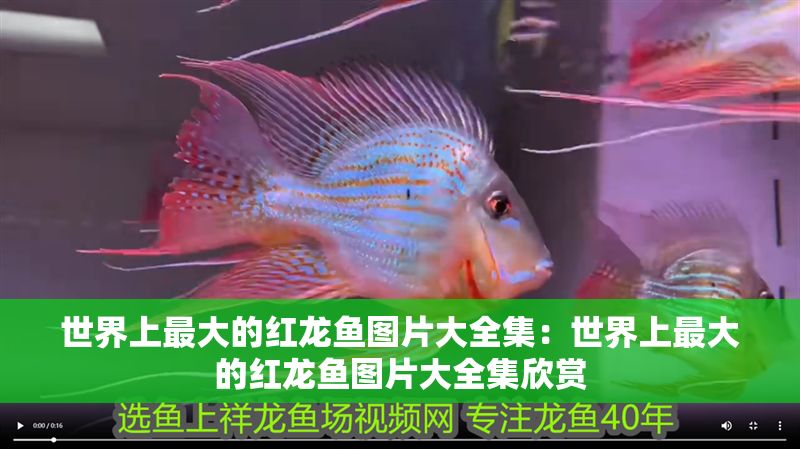 世界上最大的紅龍魚圖片大全集：世界上最大的紅龍魚圖片大全集欣賞