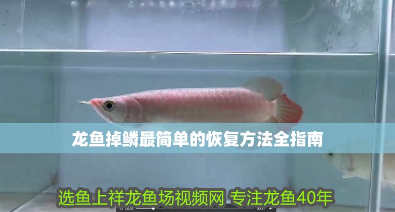 龍魚掉鱗最簡單的恢復方法全指南