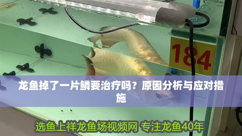 龍魚掉了一片鱗要治療嗎?原因分析與應對措施 龍魚百科 第1張 龍魚掉了一片鱗要治療嗎?原因分析與應對措施 龍魚掉了一片鱗要治療嗎?原因分析與應對措施 龍魚百科 第1張