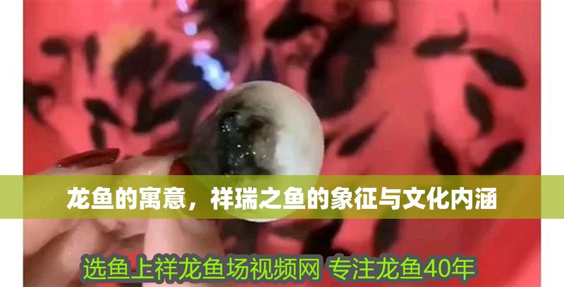 龍魚的寓意，祥瑞之魚的象征與文化內涵