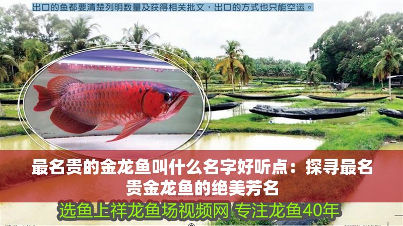 最名貴的金龍魚叫什么名字好聽點：探尋最名貴金龍魚的絕美芳名