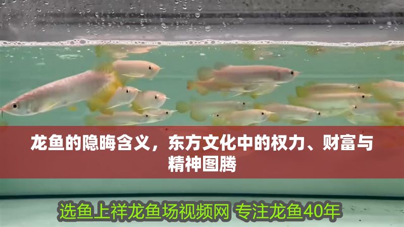 龍魚的隱晦含義，東方文化中的權力、財富與精神圖騰