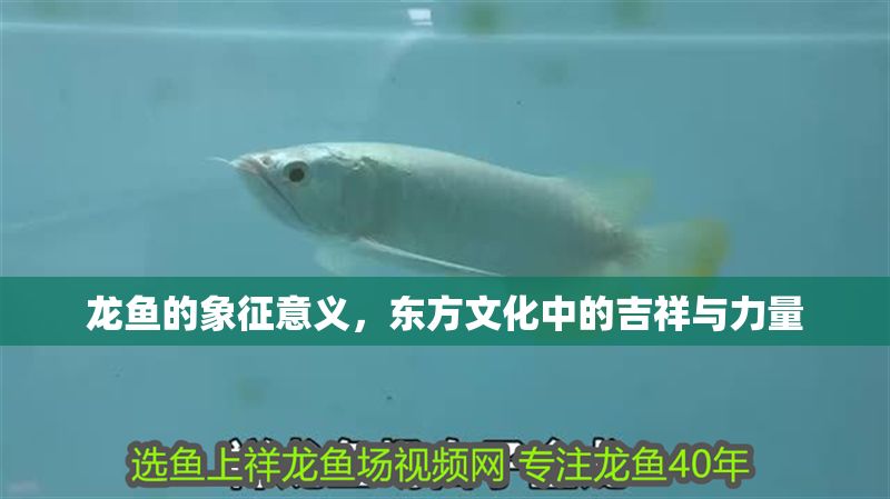 龍魚的象征意義，東方文化中的吉祥與力量