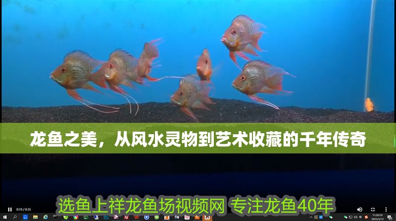 龍魚之美，從風水靈物到藝術收藏的千年傳奇