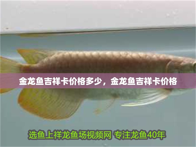 金龍魚吉祥卡價格多少，金龍魚吉祥卡價格