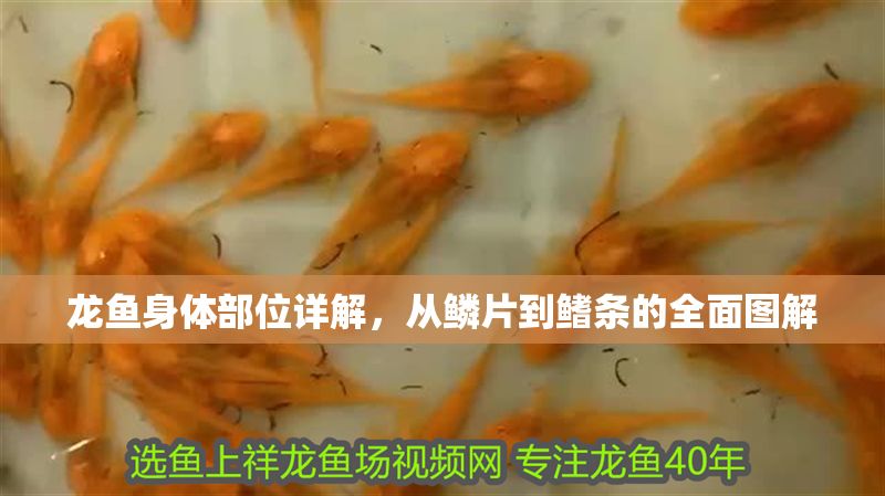 龍魚身體部位詳解，從鱗片到鰭條的全面圖解