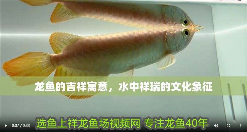 龍魚的吉祥寓意，水中祥瑞的文化象征