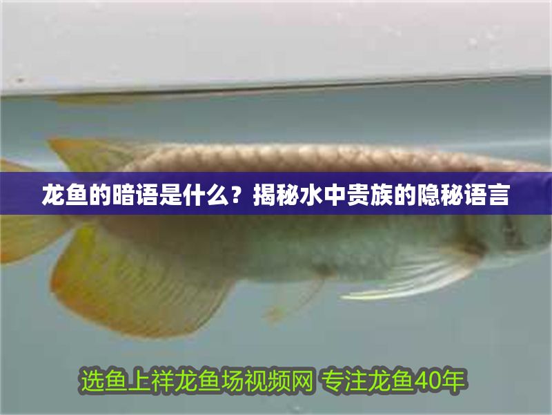 龍魚的暗語是什么?揭秘水中貴族的隱秘語言 龍魚百科 第1張 龍魚的暗語是什么?揭秘水中貴族的隱秘語言 龍魚的暗語是什么?揭秘水中貴族的隱秘語言 龍魚百科 第1張