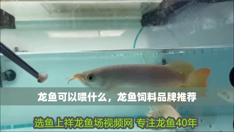 龍魚(yú)可以喂什么，龍魚(yú)飼料品牌推薦 龍魚(yú)可以喂什么，龍魚(yú)飼料品牌推薦 龍魚(yú)百科 第2張