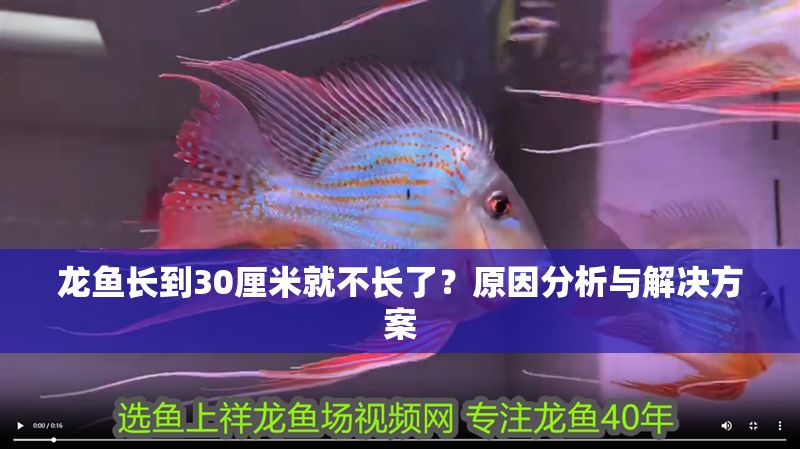 龍魚長到30厘米就不長了？原因分析與解決方案